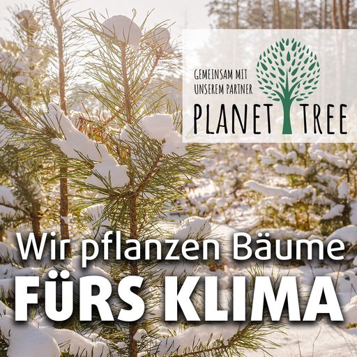 baeume-pflanzen-weihnachten